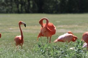 very beautiful and cute Flamingo