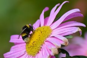 insect on the yellow center of the purple flower