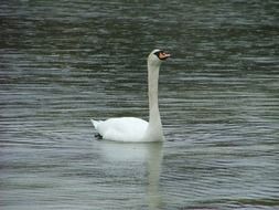 white swan in Norway