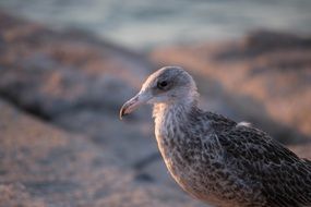 gray spotted gull in profile