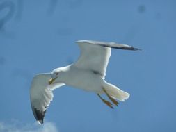 attractive Freedom Bird