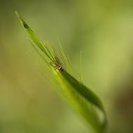 Fly on the green flower
