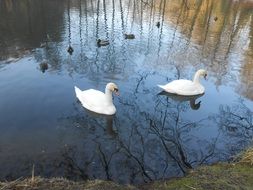 swans and ducks swim in the water