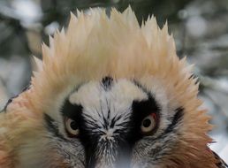 portrait of a bird of prey