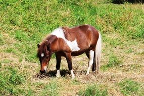 pinto Pony grazing on meadow