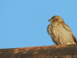 sparrow on a wooden beam against the clear sky