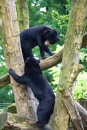 black Bear Zoo