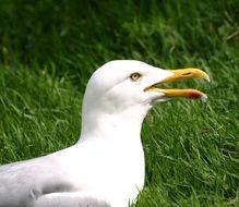 picture of a seagull very close