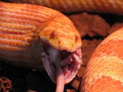 orange snake with open mouth