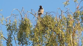 raven on top of a tree