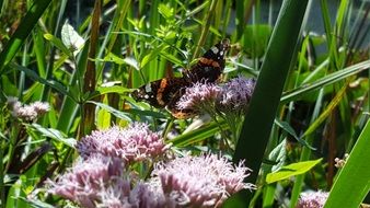 butterfly in the wild summer meadow