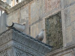 the dove is sitting on the roof