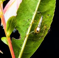 spider with long legs on the plant leaf