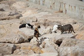 cats among large stones