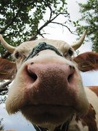 portrait of a farm cow