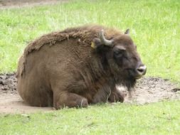 Buffalo on the grass