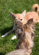 two small dogs on the meadow