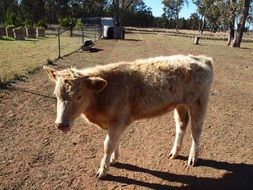 domestic cow in a farm