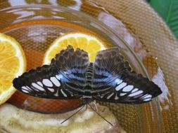 beautiful butterfly on a plate