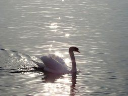Swan on the lake in the sun
