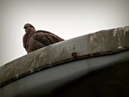 pigeon on a rusty roof