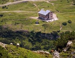 sheep herd and goats on mountain pasture at countryside