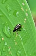 flea beetle on the wet leaf