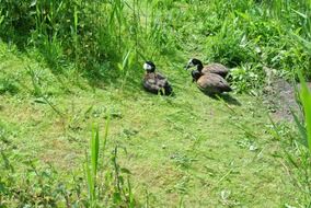 ducks on green grass under a tree