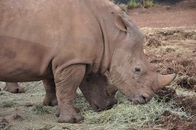 rhinos in a nature reserve