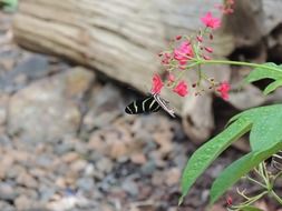 black yellow butterfly on a beautiful flower