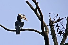 tropical malabar pied hornbill