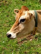 red Cow with green collar, head close up