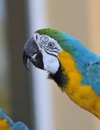 colorful exotic parrot