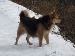 Dog Pet Ronja on the snow
