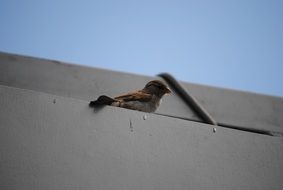 sparrow on a gray roof