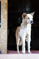pleasing Dog White Fur