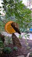 closeup photo of wild butterflies sitting on the orange slice