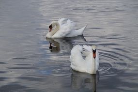 two white beautiful swans in the water