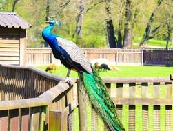 colorful peacock in the aviary