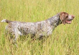 Hunting German in the tall grass