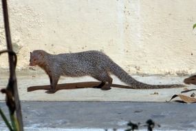 mongoose stands near the wall