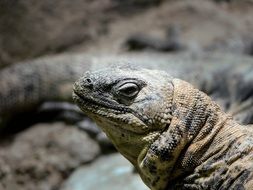 profile portrait of a tropical lizard on a blurred background