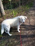 white Dog in Path waiting portrait