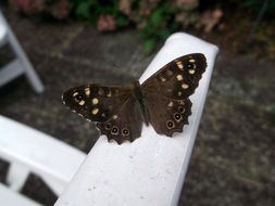 dark brown butterfly