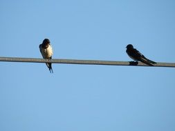 two birds on the power line on a clear sunny day