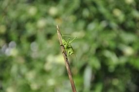 green grasshopper on the twig