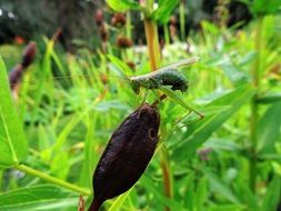 green grasshopper on a black plant