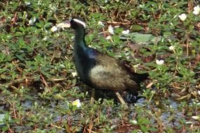 Bronze-Winged Jacana in India