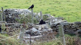 Crow and stone wall