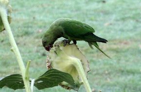 eating rose-ringed parakeet